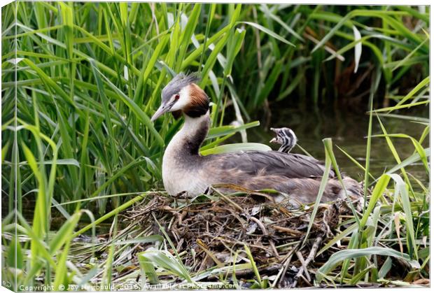 Great Crested Grebe Chick  Canvas Print by Joy Newbould