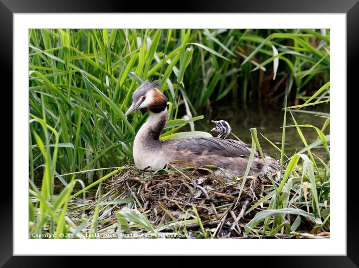 Great Crested Grebe Chick  Framed Mounted Print by Joy Newbould