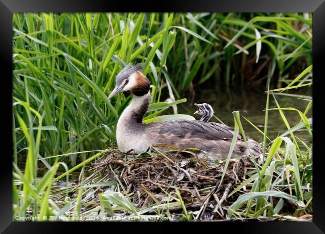 Great Crested Grebe Chick  Framed Print by Joy Newbould