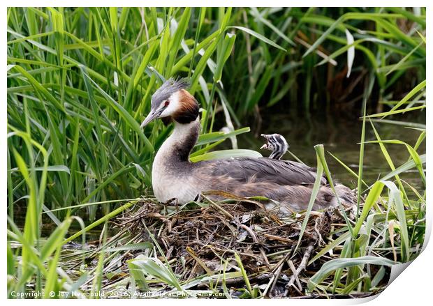 Great Crested Grebe Chick  Print by Joy Newbould