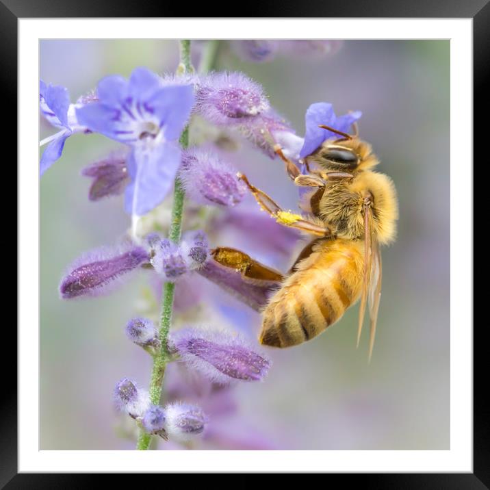 Honey bee Framed Mounted Print by Jim Hughes