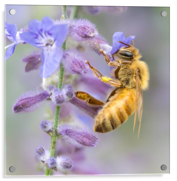 Honey bee Acrylic by Jim Hughes