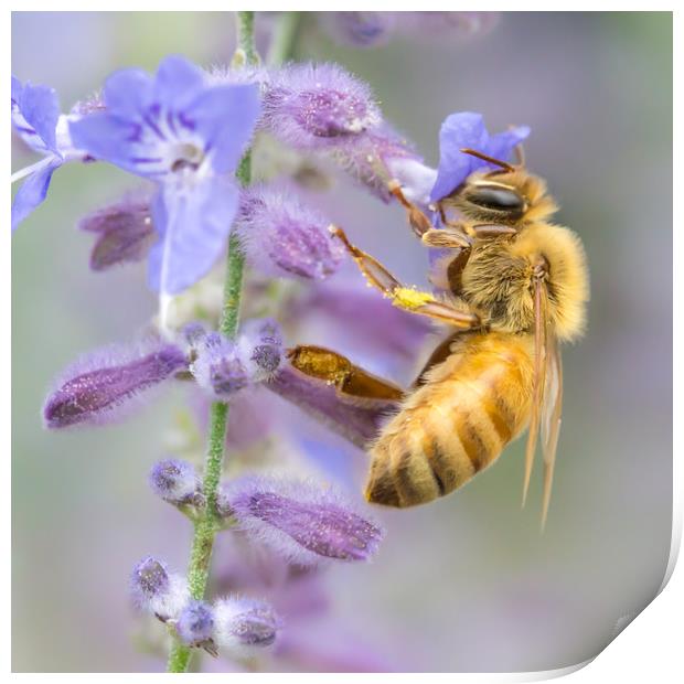 Honey bee Print by Jim Hughes