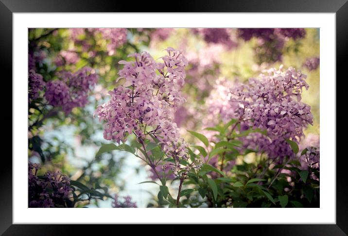 springtime lilacs Framed Mounted Print by Brent Olson
