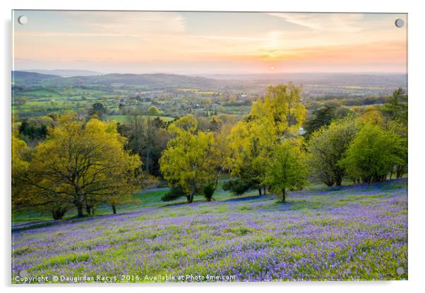 Malvern hills bluebells at the sunset Acrylic by Daugirdas Racys