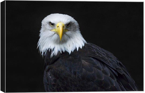 North American Bald Eagle Canvas Print by Simon Marshall