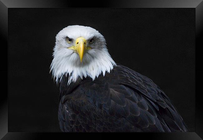 North American Bald Eagle Framed Print by Simon Marshall