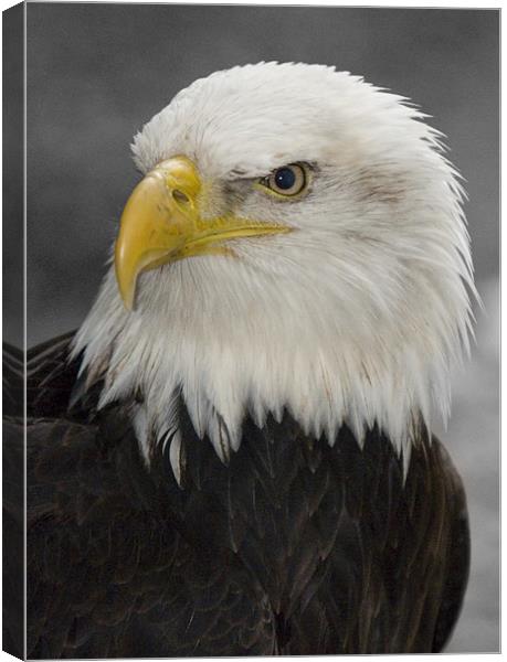 North American Bald Eagle Canvas Print by Simon Marshall