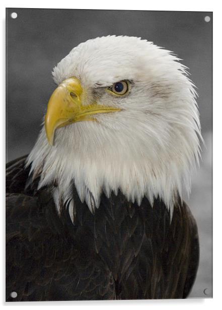 North American Bald Eagle Acrylic by Simon Marshall