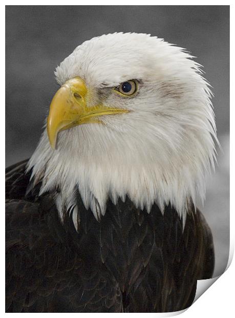 North American Bald Eagle Print by Simon Marshall