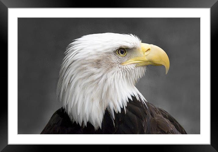 North American Bald Eagle Framed Mounted Print by Simon Marshall