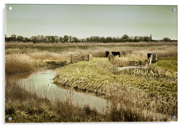 Rural Norfolk Acrylic by Stephen Mole