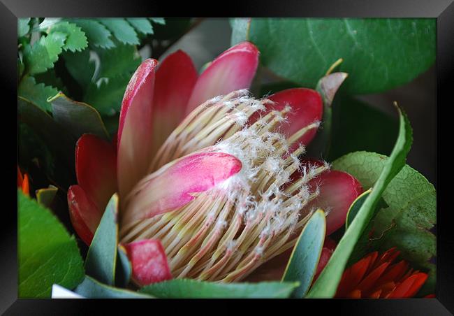 Protea Framed Print by Karen Martin