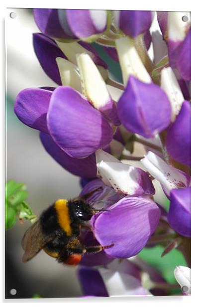 Bee on a Blue Lupin Acrylic by Karen Martin