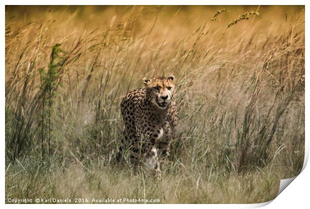 Cheetah Print by Karl Daniels