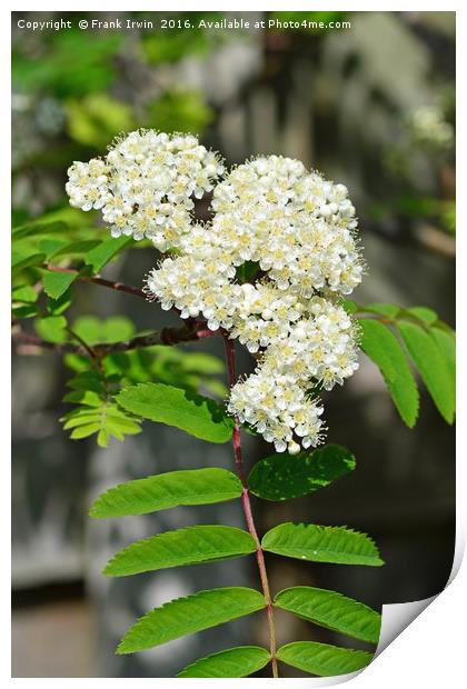 Mountain Ash or Rowan, flowers Print by Frank Irwin