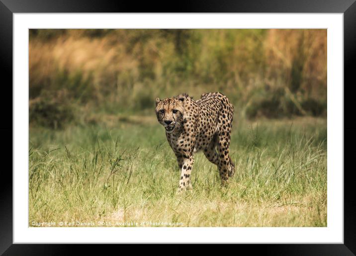 Cheetah In the Open Framed Mounted Print by Karl Daniels