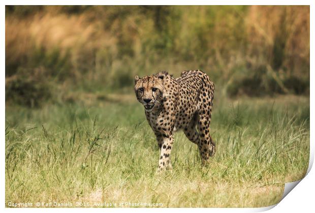 Cheetah In the Open Print by Karl Daniels