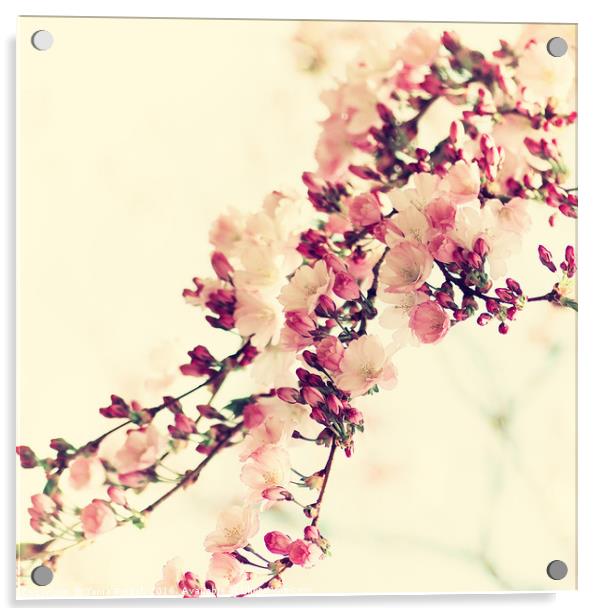 Cherry bloosom Still life  Acrylic by Tanja Riedel