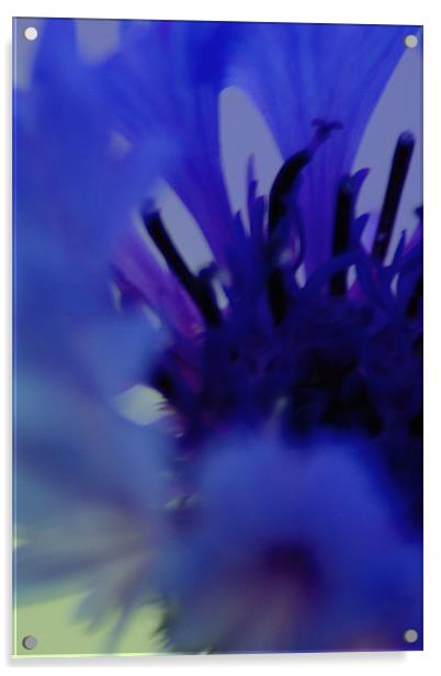Blue dream Acrylic by Robert Deaton