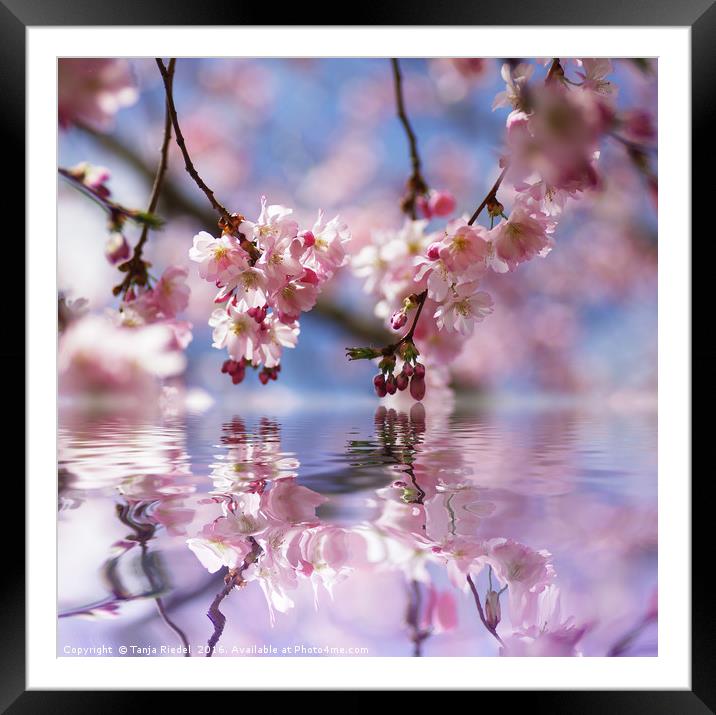 Wonderland Cherry bloosoms Framed Mounted Print by Tanja Riedel