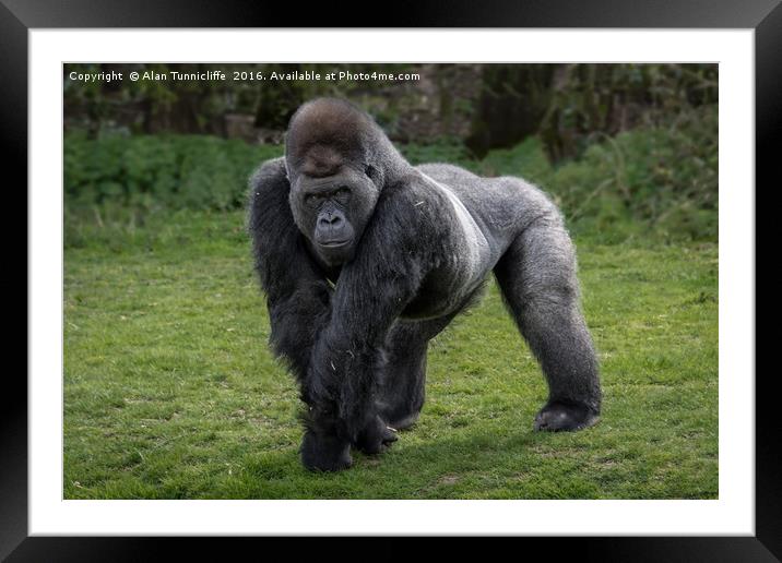 Silver back gorilla Framed Mounted Print by Alan Tunnicliffe