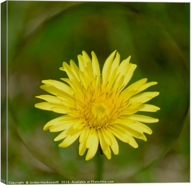 Dandelion with a sphere round it  Canvas Print by Jordan Hawksworth