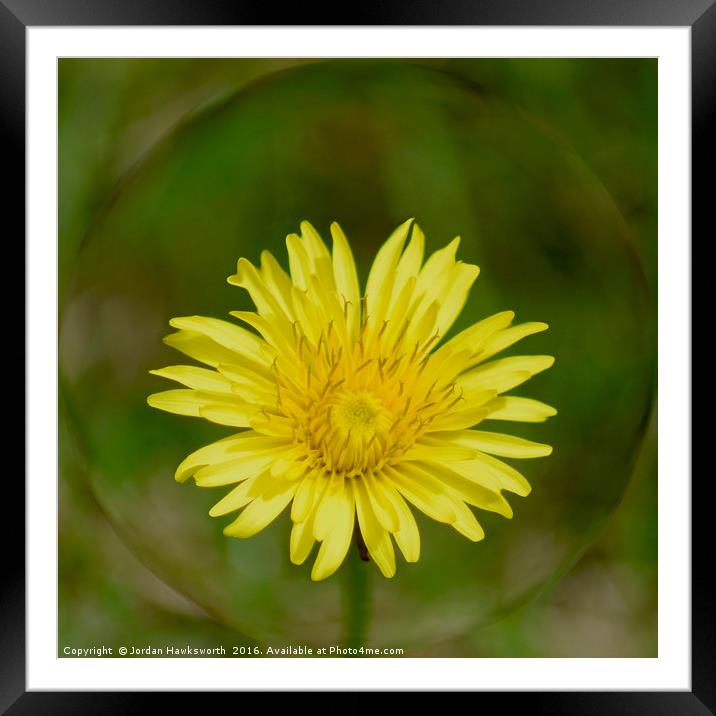 Dandelion with a sphere round it  Framed Mounted Print by Jordan Hawksworth
