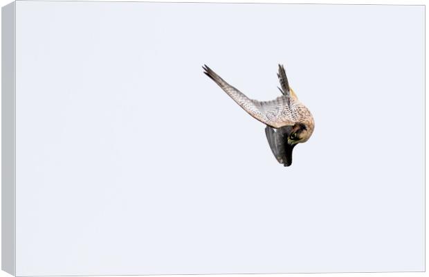 Falcon  Canvas Print by chris smith