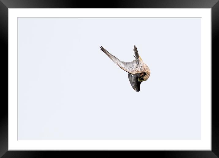 Falcon  Framed Mounted Print by chris smith