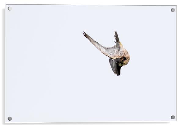 Falcon  Acrylic by chris smith