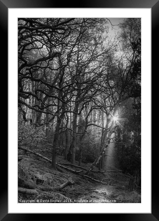 Along the Illuminated Path Framed Mounted Print by David Tinsley