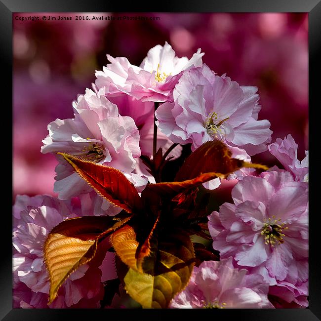 Copper Leaves and Cherry Blossom Framed Print by Jim Jones