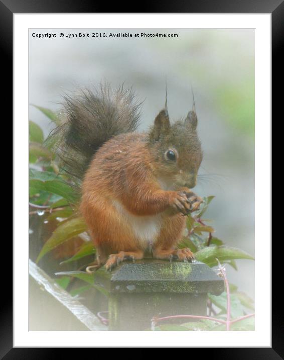 Red Squirrel in the Rain Framed Mounted Print by Lynn Bolt