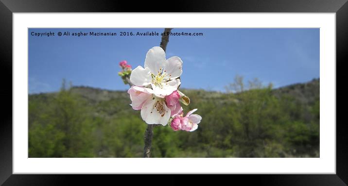 Wild pear's blossoms 6, Framed Mounted Print by Ali asghar Mazinanian