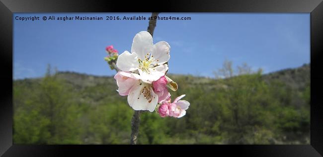 Wild pear's blossoms 6, Framed Print by Ali asghar Mazinanian