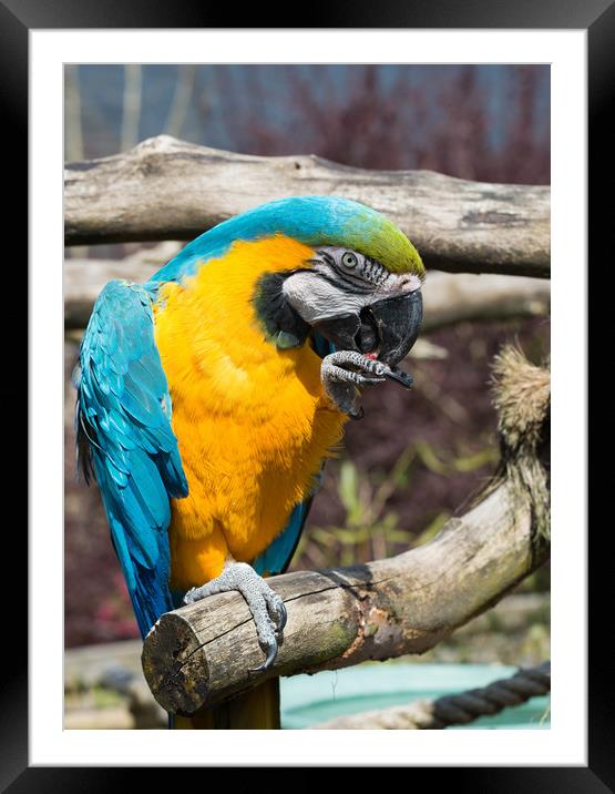 Parrot Framed Mounted Print by Tony Bishop