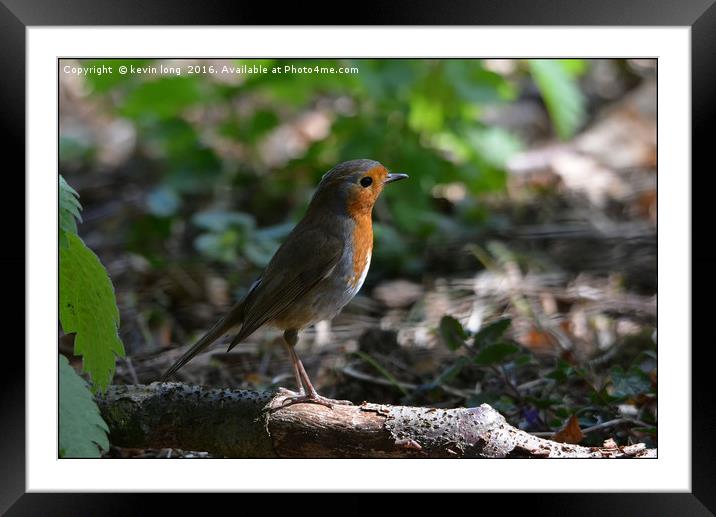 robin foraging for food  Framed Mounted Print by kevin long