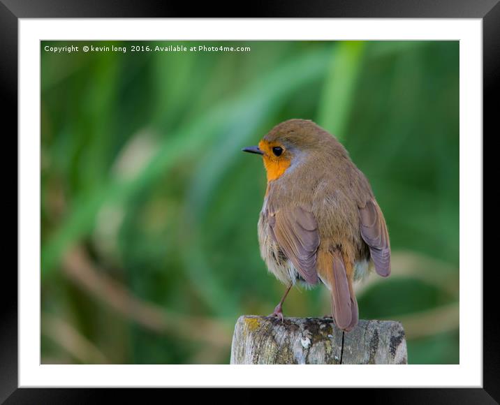 robin redbreast playing ignorant  Framed Mounted Print by kevin long