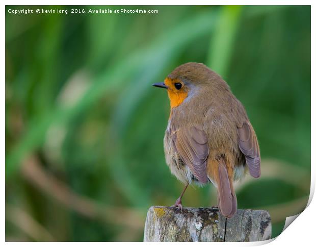 robin redbreast playing ignorant  Print by kevin long