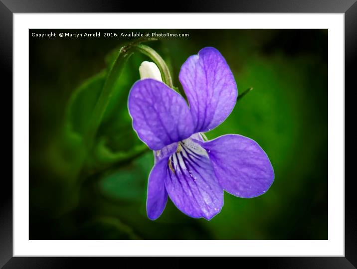 WILD VIOLET (Viola papilionacea) Framed Mounted Print by Martyn Arnold