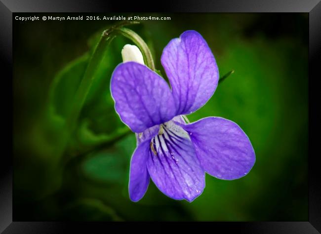 WILD VIOLET (Viola papilionacea) Framed Print by Martyn Arnold