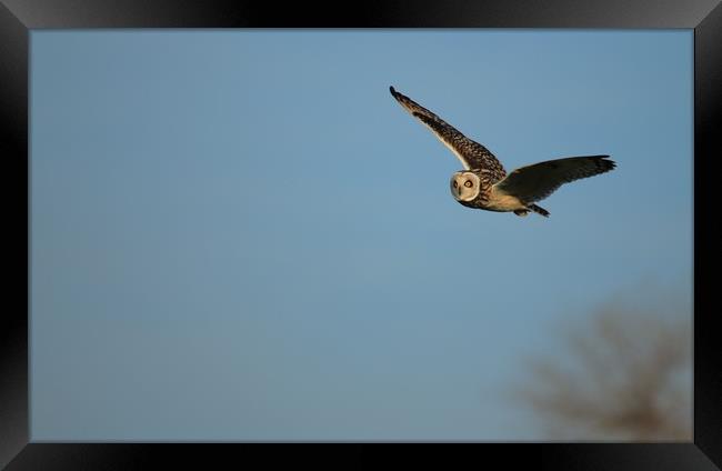 Short-eared Owl Framed Print by rob solomon