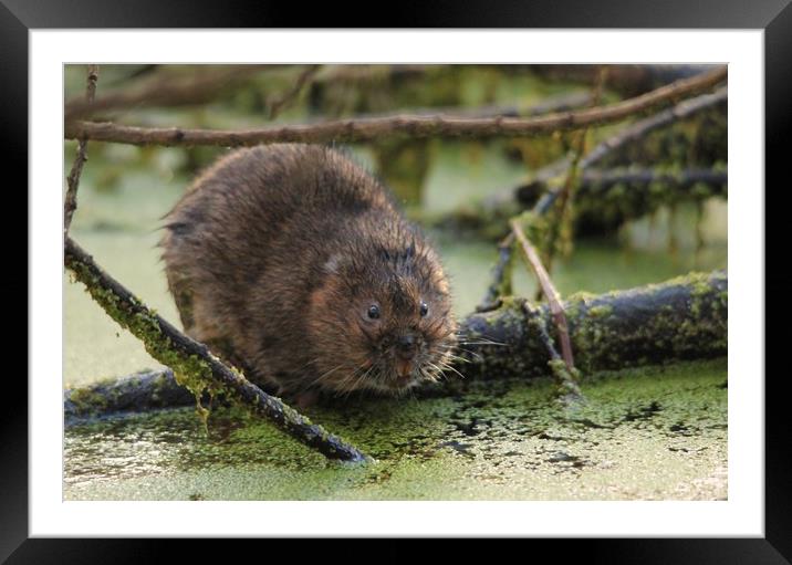 water vole Framed Mounted Print by rob solomon