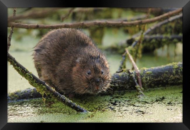 water vole Framed Print by rob solomon