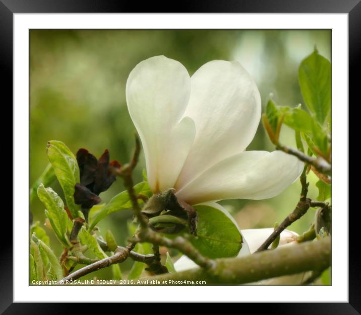 "MAGNOLIA" Framed Mounted Print by ROS RIDLEY