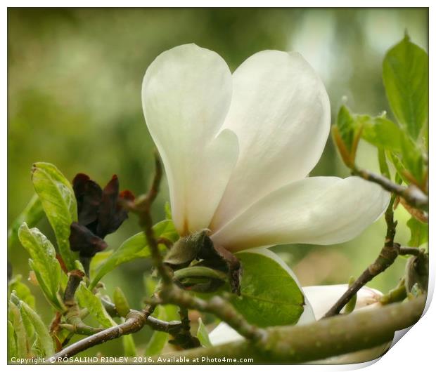 "MAGNOLIA" Print by ROS RIDLEY