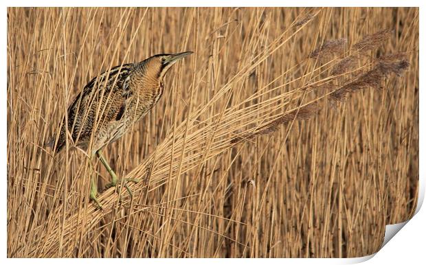 Bittern Print by rob solomon