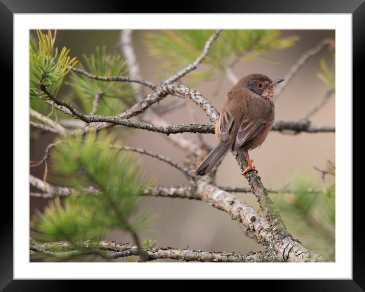 Dartford warbler Framed Mounted Print by rob solomon