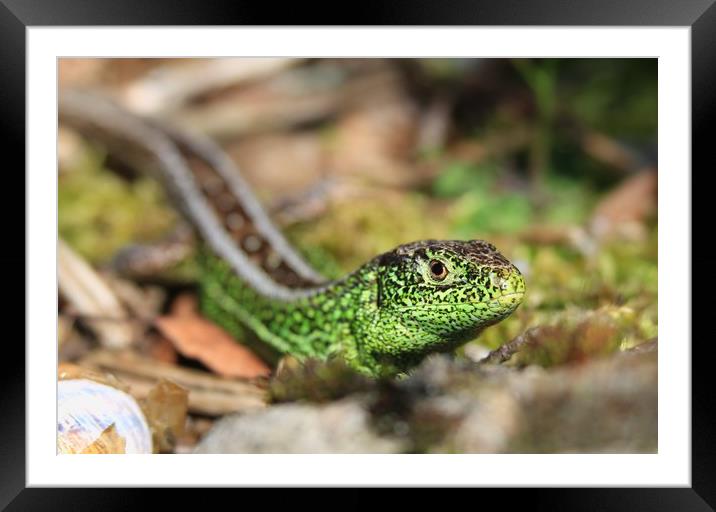 Sand lizard Framed Mounted Print by rob solomon